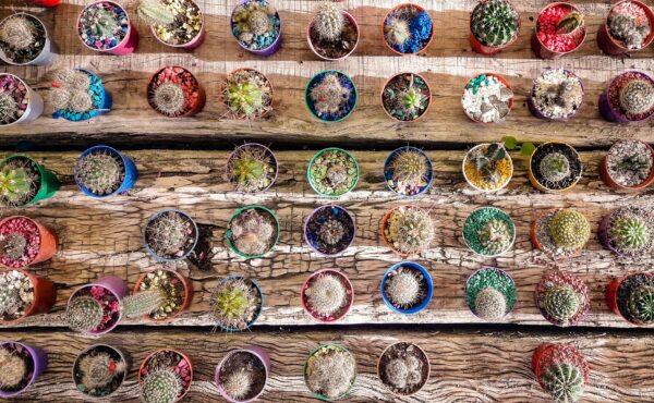 Many cactuses symbolizing the choice of contacts