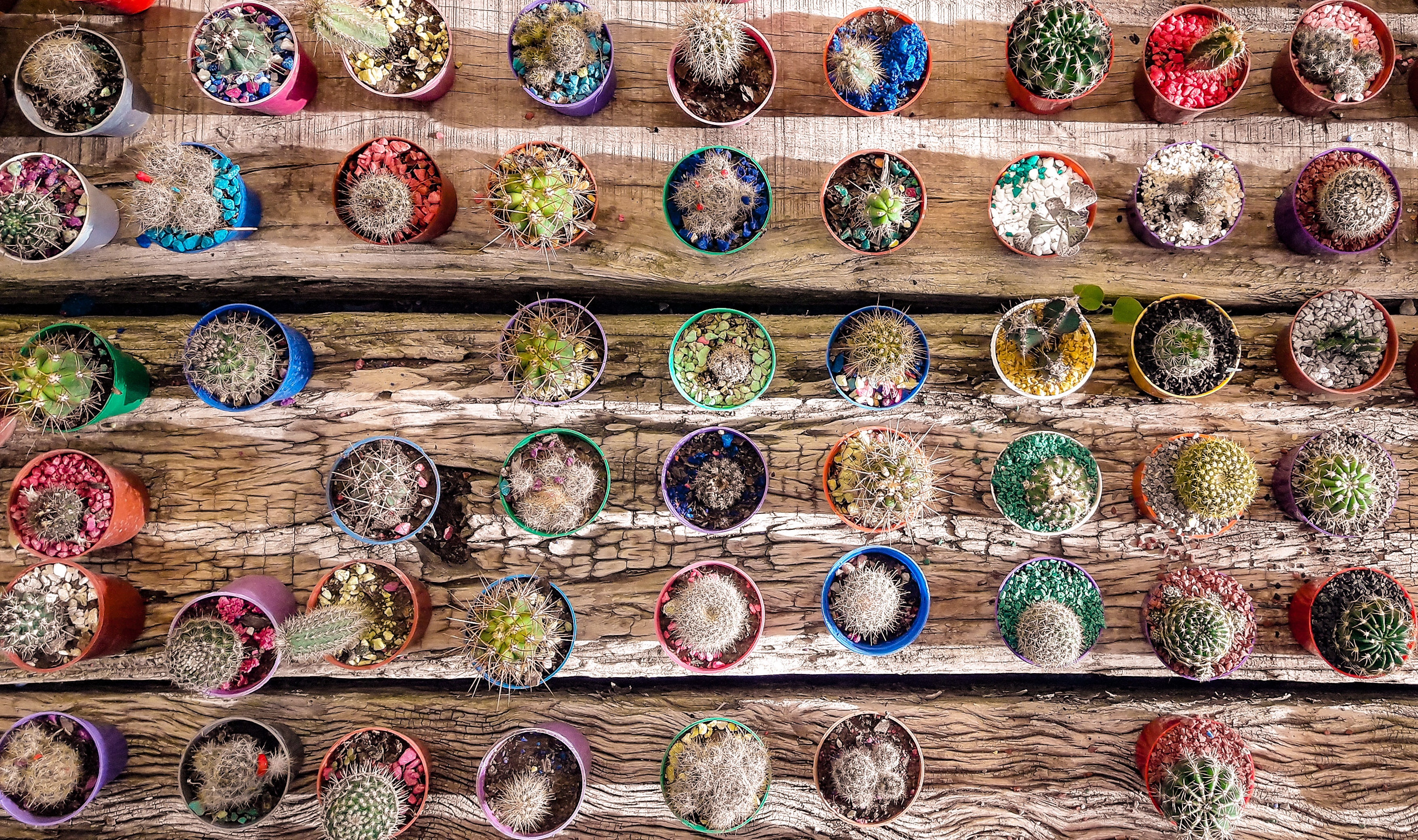 Many cactuses symbolizing the choice of contacts
