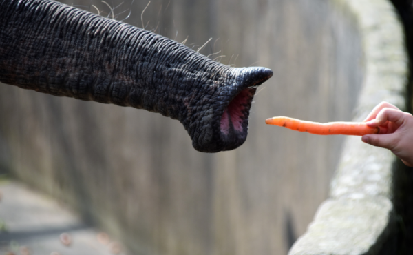 A person gives a carrot to an elephant.