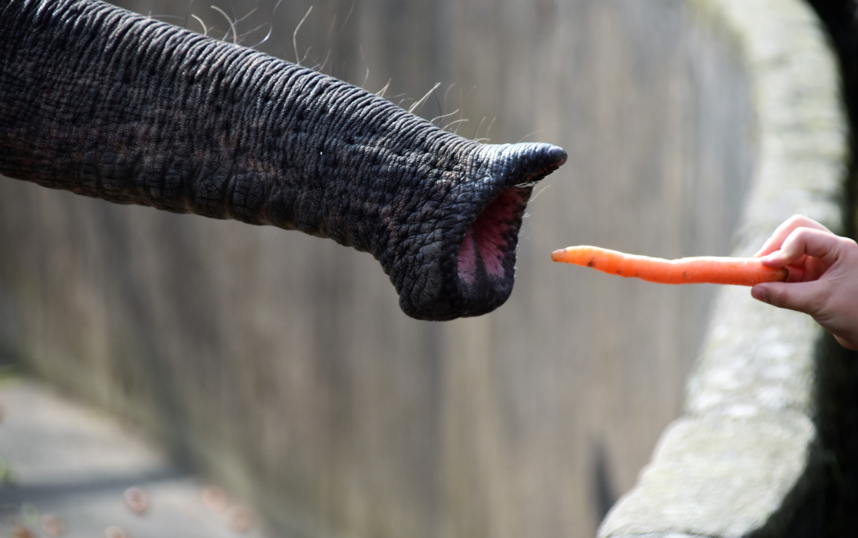 A person gives a carrot to an elephant.